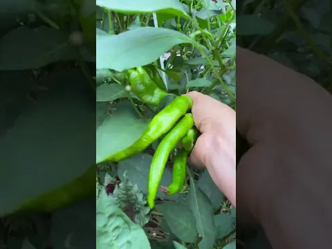 قطف الفليفلة الخضراء
