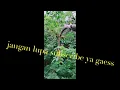 Download Lagu Suara pikat burung Kolibri dijamin ampuh.