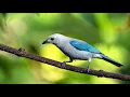 Download Lagu Relaxing bird sounds- 1 hour Morning song birds