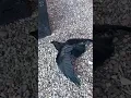 Download Lagu Bisakah Burung Gagak Melakukan Ini?
