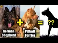 What if GERMAN SHEPHERD is Cross-Bred With PITBULL TERRIER