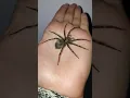 MASSIVE Dark Fishing Spider Found in MN