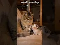 Download Lagu THEY ARE SO CUTE ❤️ #cute #love #naturelovers #love #motivation #cat #kitten #nature