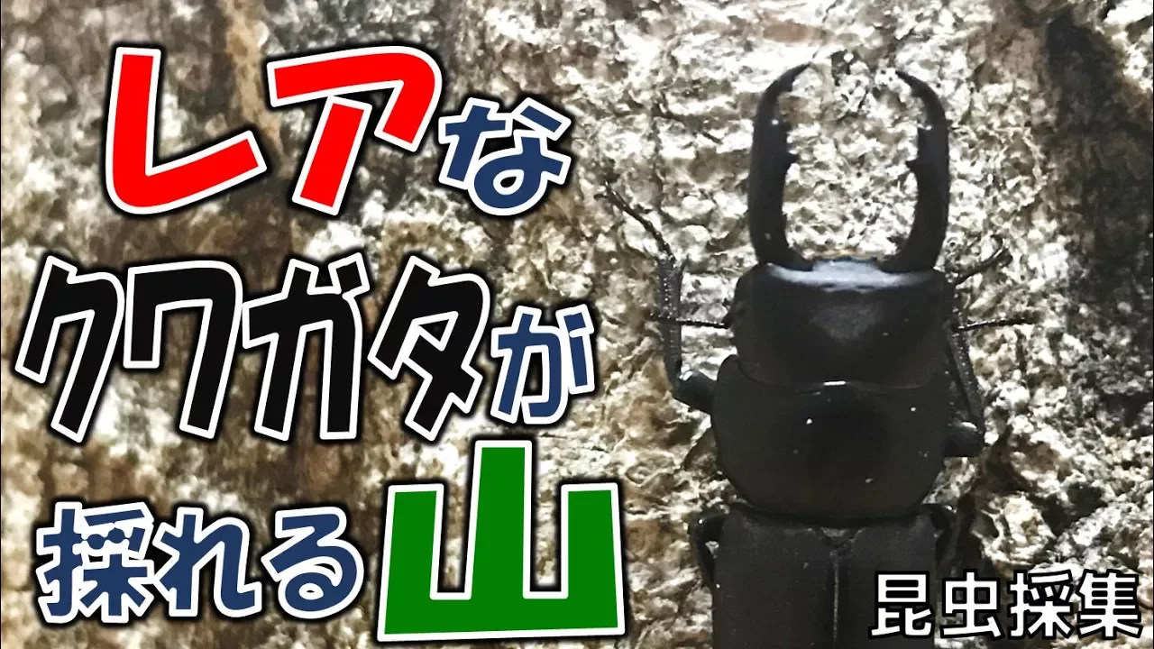 山の楽しい遊び。レクリエーションゲーム