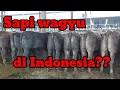 Download Lagu Penggemukan sapi wagyu terbesar se Asia ada di Indonesia. Big Wagyu Farm
