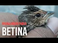 Download Lagu Ciri Branjangan Betina || dunia burung indo || 271024
