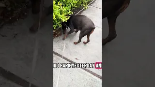 #Fyp #dream #doberman #pets #YouTube