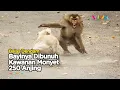 Download Lagu Balas Dendam! Bayinya Dibunuh, Kawanan Monyet Bantai 250 Anjing