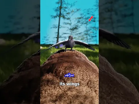 هل الغراب بيستحم بالنمل الحي