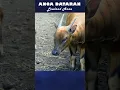 Download Lagu Apa perbedaan anoa dataran rendah dan dataran tinggi? #shorts #short #anoa #shortsvideo #shortsviral