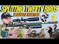 Download Lagu SPLITTING TWEETY BIRDS WITH AIR GUN HUNTING I FX WILDCAT MK3 AIR GUN HUNTING I AIR GUN PEST CONTROL