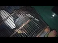 Download Lagu Burung bekutut