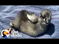 Download Lagu Tiny Rescue Chicken Follows Mom Everywhere | The Dodo Little But Fierce
