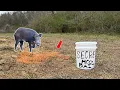 This SECRET Hog Bait Will Bring WILD PIGS in from MILES Away