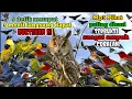 Download Lagu VIRAL‼SUARA PIKAT MP3 PALING AMPUH KOMBINASI KUTILANG EMAS DAN BURUNG KECIL #suarapikatmp3