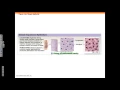 Chapter 4 Part 1 Epithelial Tissue