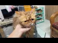 Why Cherry is crying!😿🙀#cat #funny #love #pets #best #viral #trending #enjoy #new #catlife 