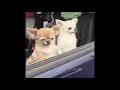 top dogs gif in 2020