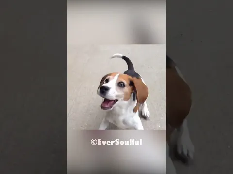 This Dog Missed His Friend So Much 💝