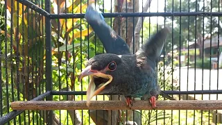 ngamuk burung tengkek buto ngekek panjang masteran handal tengkekbuto tengkekbutogacor