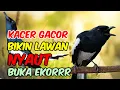 Terapi kacer ngeplong gacor, pancingan kacer, masteran kacer durasi panjang Berjam jam