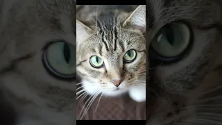 Ai Music 70 S Song About A Cat 