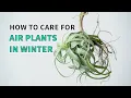 Download Lagu How to care for your air plant in the winter #airplants #tillandsia #plants #plantcare