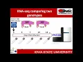 Dr Chris Tuggle - The structure and function of the pig genome Application to PRRSV research