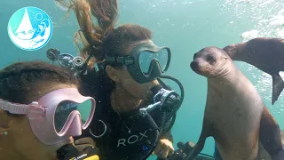 Curious Sea lions and our final Sail