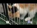 Humane Fort Wayne campaigns for more pet foster families amidst adoption shortage