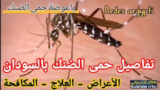 كل تفاصيل حمى الضنك بالسودان الأعراض العلاج مكافحتها الوقايه منها 
