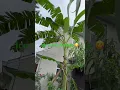Grow your own backyard bananas#blue java#banana tree#virial