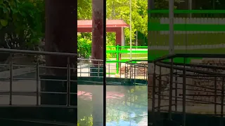 Hamasafar Ke Liye Jaal Jaal Youtubeshorts 