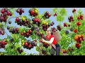 Download Lagu Use 3-Wheeled Truck to Harvest 1000+ Red Rambai Fruits Goes to Sell at Village Market – Farm Life
