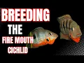 How to Breed Firemouth Cichlids - Identifying Genders and Breeding Tips