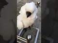 KAKAK TUA Assalamualaikum