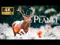 Lagu Animal Planet 4K 🐾 Intriguing Probing into Jungle Life with Smooth Piano Music for Gentle Rest