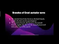 Greater Auricular Nerve Anatomy