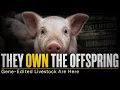 THEY OWN THE OFFSPRING Gene-Edited Livestock Are Here