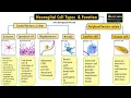 Neuroglial Cell Types by location and Basic function 6 Types of Glial cells and their function