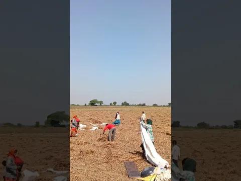 soyabin nikalte samay lebar gajab soyabin
