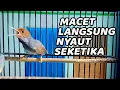 Download Lagu Suara Prenjak Kepala Merah Gacor Dor 💯% AMPUH Bikin Prenjak LAWAN PASTI CEPAT IKUT BUNYI EMOSI