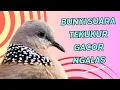 Download Lagu Bunyi Suara Tekukur Gacor Ngalas - Ampuh Untuk Pancingan Dan Mikat