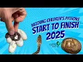 Hatching Children s Pythons Start To Finish
