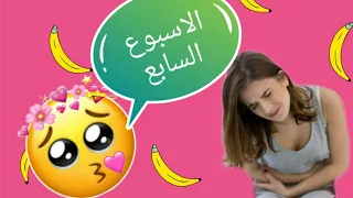 الاسبوع السابع من الحمل 