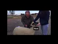 Sheep External Anatomy Part 1