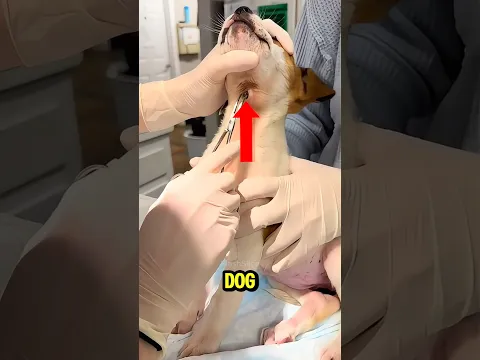 THIS DOG WAS SUFFERING FROM A LUMP ON HIS NECK 😱🤮