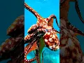 Download Lagu Octopus Camouflage: How They Change Color and Shape #octopus #underwatervideo
