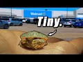 I Found a Tiny Turtle in a Walmart Parking Lot...