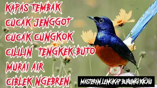 Download Kombinasi Masteran Tembakan Kasar Kapastembak Cungkok Jenggot Tengkek Buto Cililin Ciblek Ngebren MP3